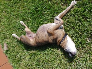 Rolling around in the grass