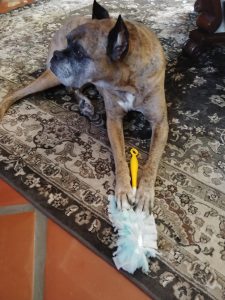 Buster….BUSTED!