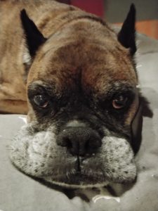 Buster…over my picture taking