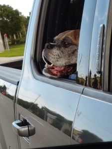 Buster’s last car ride