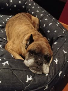 Comfy in ONE of his 5 beds!