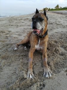 Buster’s last dog beach trip