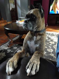 Such a good boy