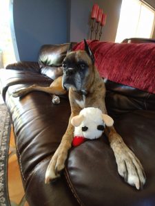 Buster and his lamb chop